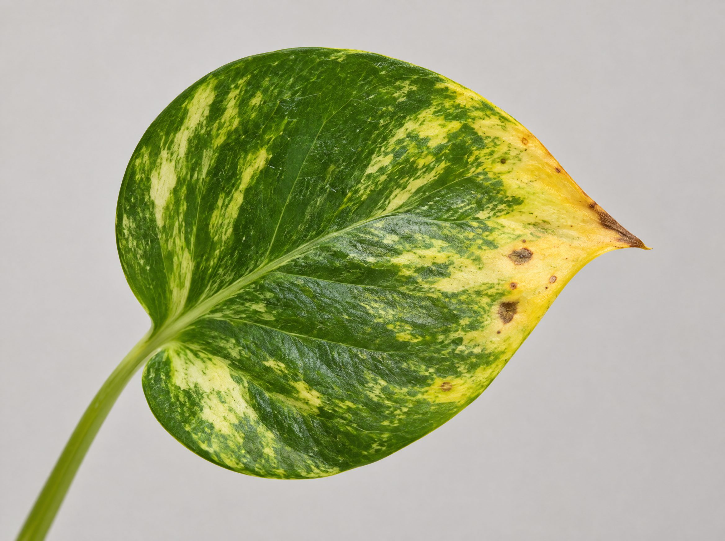 Close-up of a pothos leaf with early yellowing