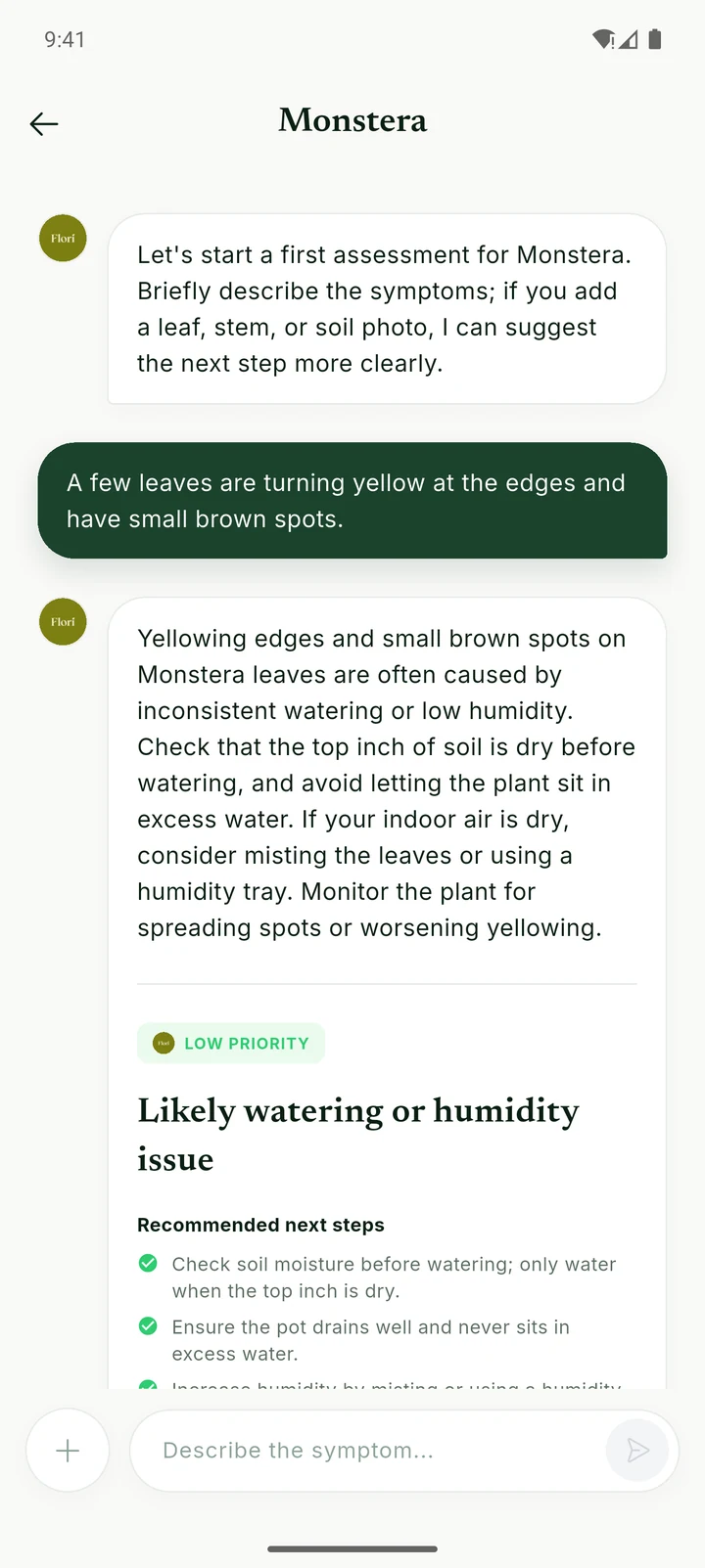 Dr. Flori diagnosing yellowing Monstera leaves