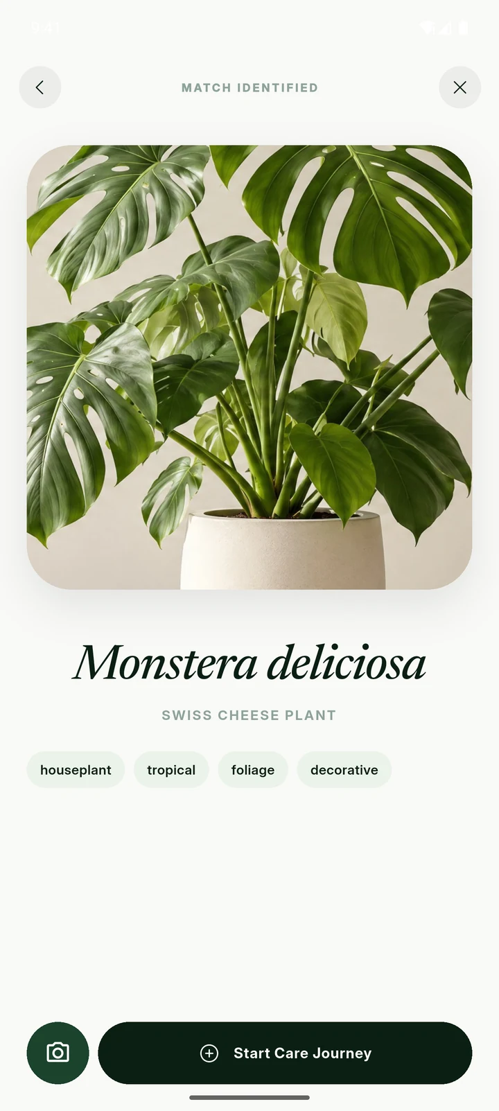 Flori identifying a Monstera deliciosa